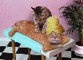 humour25.gif